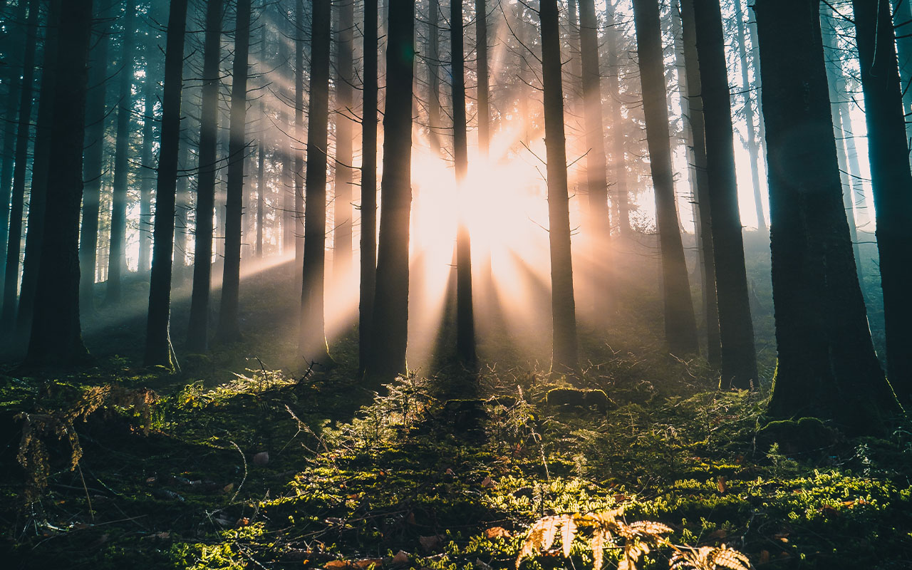 Wald mit Lichteinfall. Bild ist orange eingefärbt.